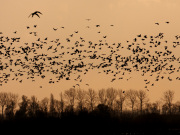 Republic of birds, main image